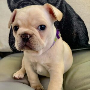 dwarf teacup french bulldog