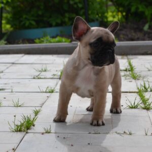 french bulldog for sale seattle