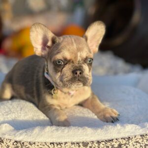 blue french bulldogs for sale near me