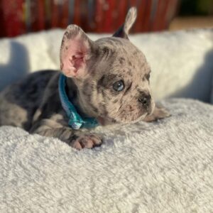 french bulldog for sale chicago