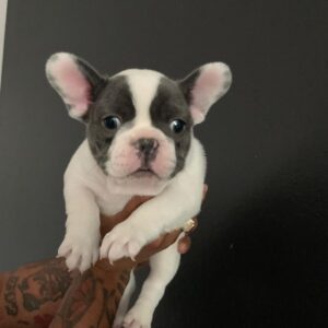 french bulldog breeder near me