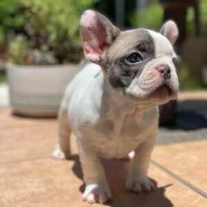 puppies for sale in oregon