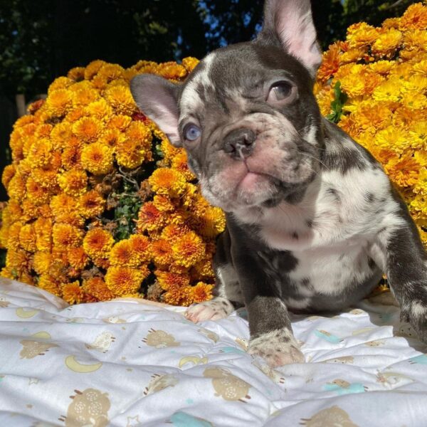 french bulldog puppies for sale in alabama