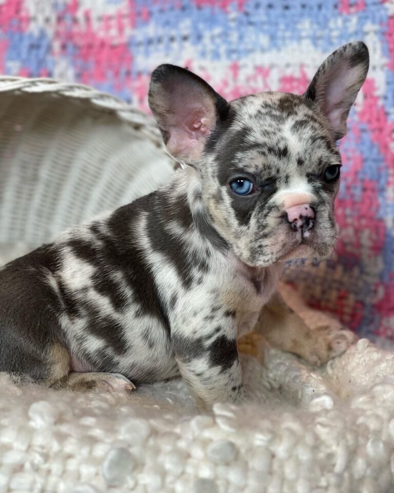 French bulldog adoption Colorado/french bulldog puppies for sale