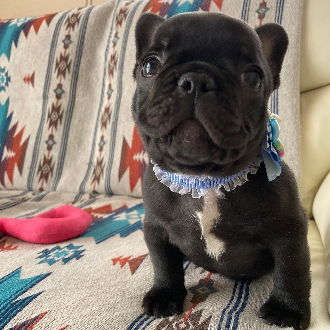 AKC french bulldog for sale/AKC french bulldog puppies for sale