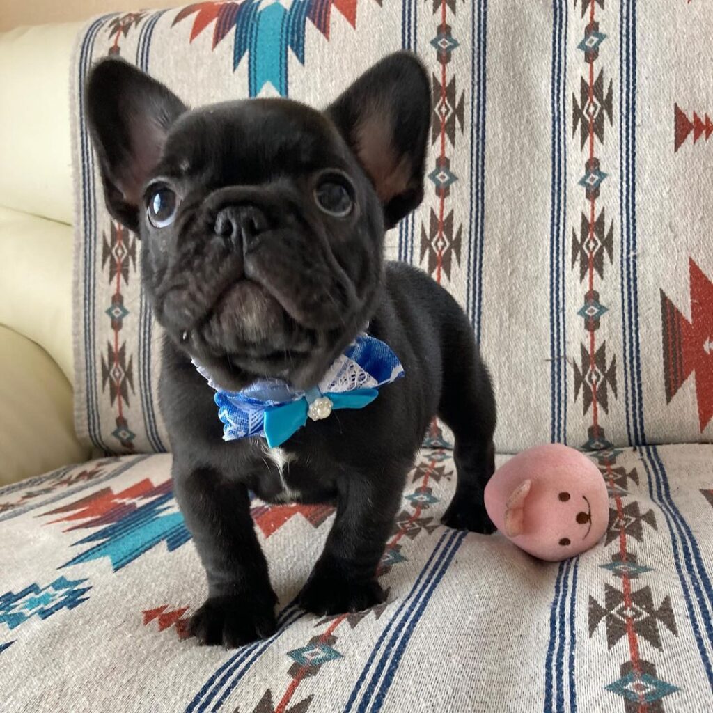 French bulldog breeders missouri/french bulldog breeders near me