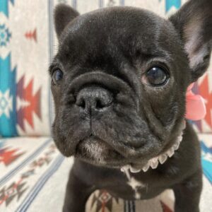 french bulldog mix puppies for sale