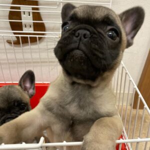 buy french bulldog online