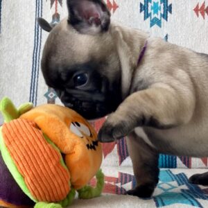 french bulldogs for sale in washington