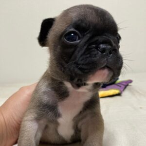 french bulldog mix puppies for sale