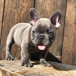 We offer the cutest French Bulldogs For Sale in the USA