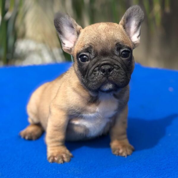 french bulldogs near me for sale