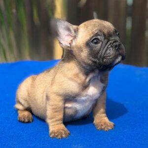 french bulldogs near me for sale