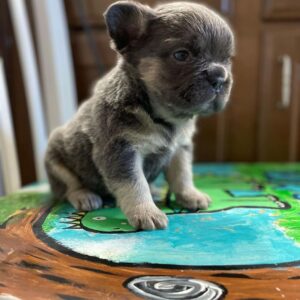 fawn french bulldog puppies for sale