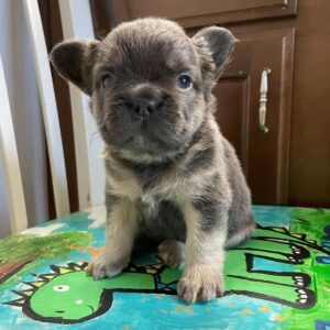 fawn french bulldog puppies for sale