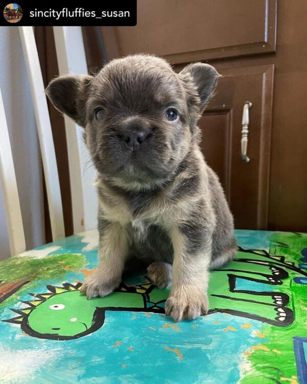 fawn french bulldog puppies for sale