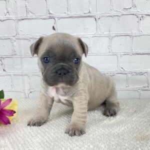teacup french bulldogs for sale