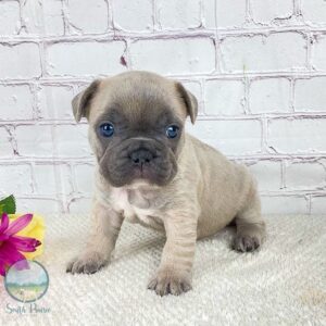 teacup french bulldogs for sale