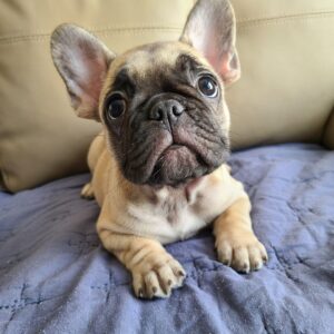 blue merle french bulldog