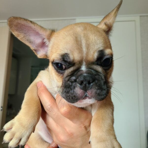 where to buy a french bulldog