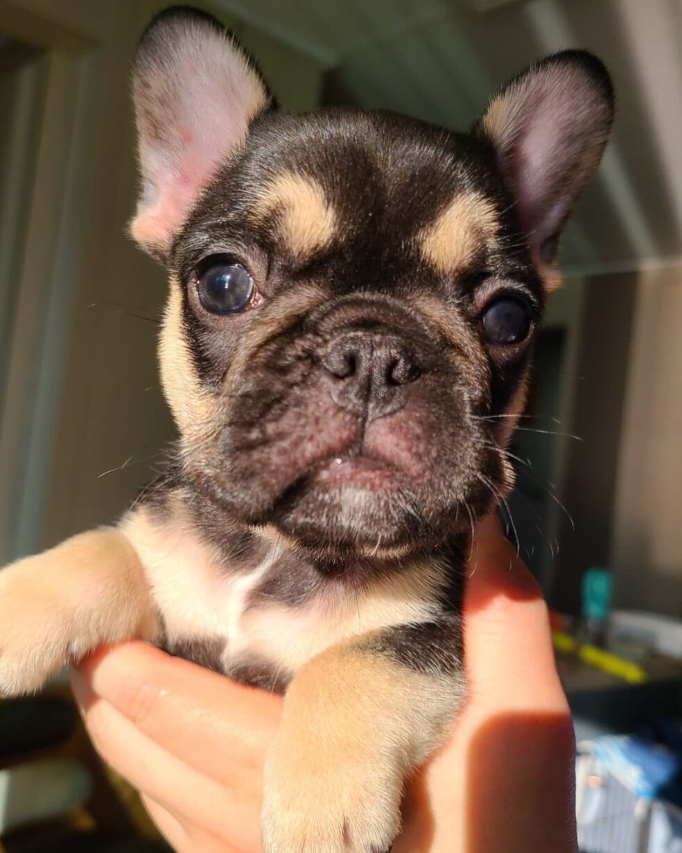 French bulldog mix/French bulldog mix for sale