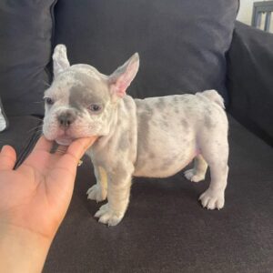 french bulldog puppies sc