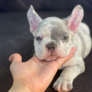 french bulldog puppies sc