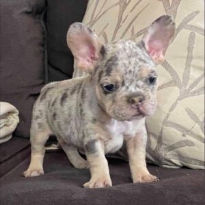 french bulldog puppies florida