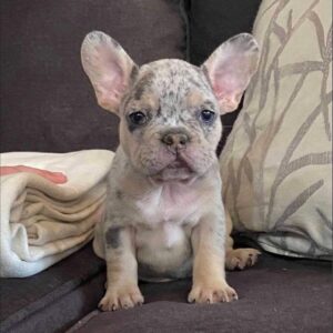 french bulldog puppies florida