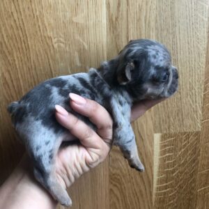 french bulldogs for sale scotland