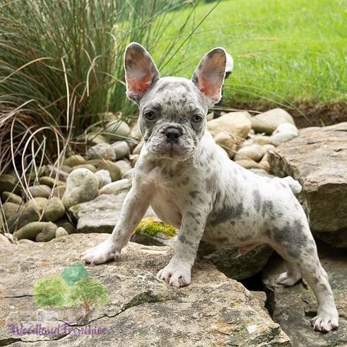 french bulldog for sale near me