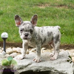 french bulldog for sale near me