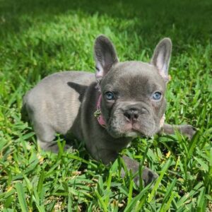 buying french bulldogs