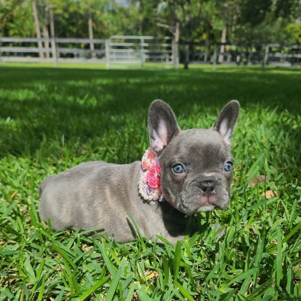 buying-french-bulldogs-adopt-a-french-bulldog