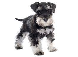 Miniature Schnauzer Puppies $400